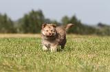 CHIEN FINNOIS DE LAPONIE 351